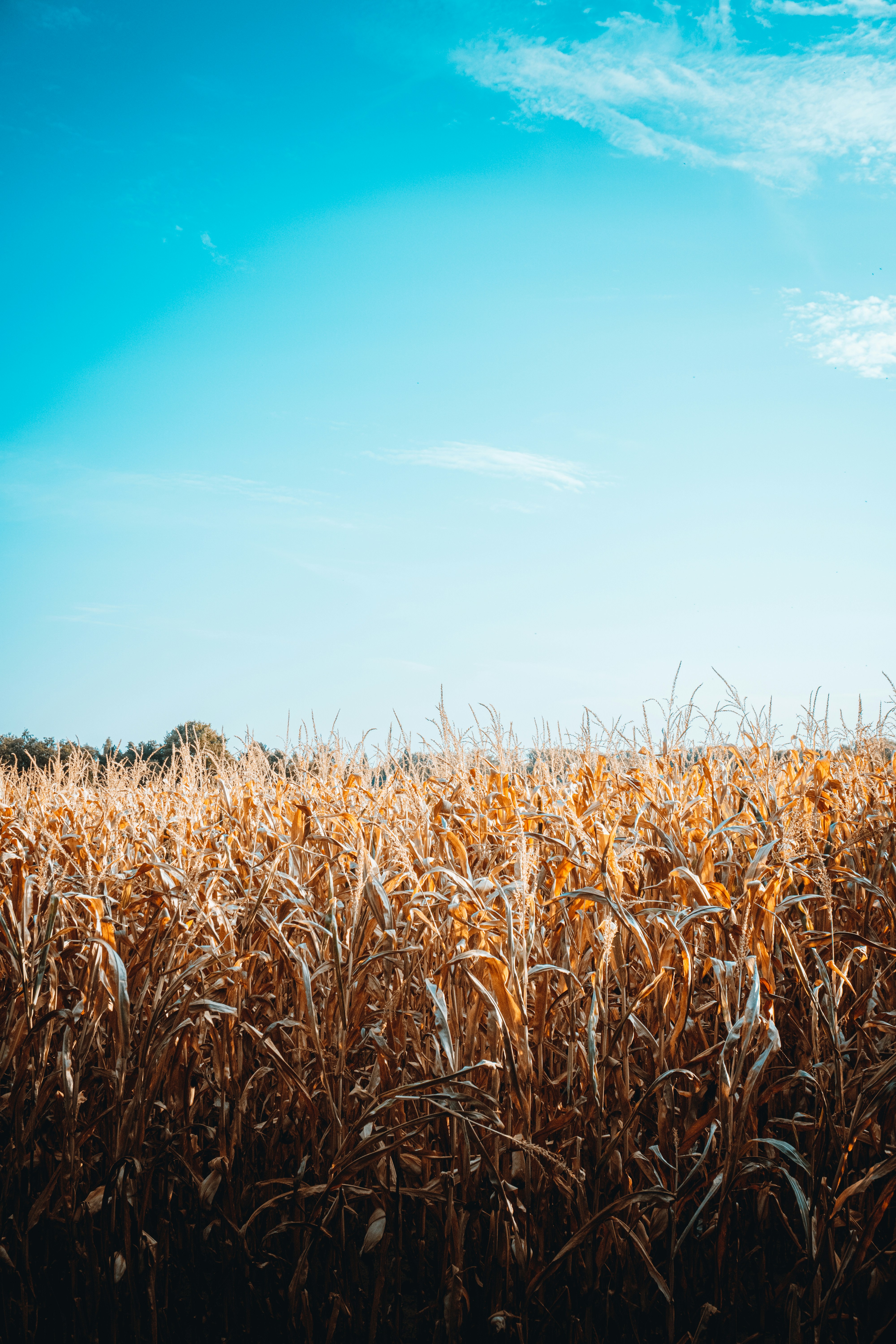 Climate Change and Mycotoxins: First Detection of Aflatoxin B1 in Austrian Corn Confirms Emerging Food Safety Risks